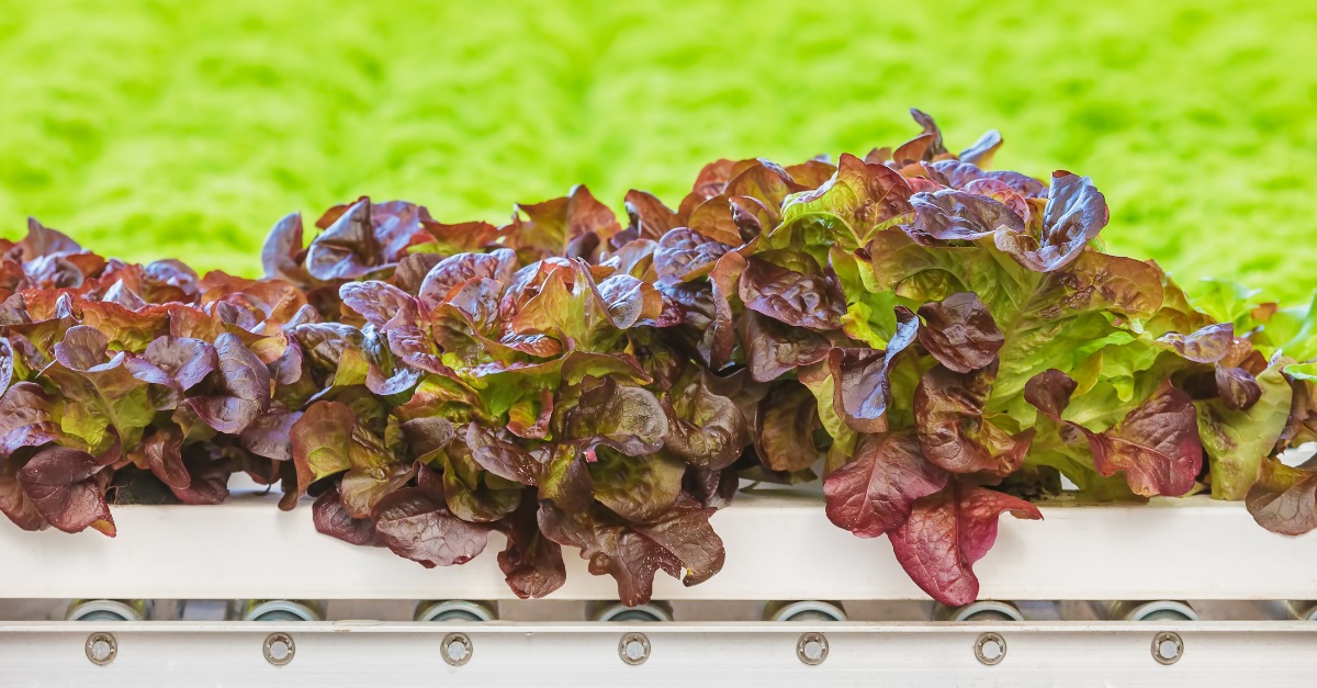 Ultimation Industries - grow lettuce