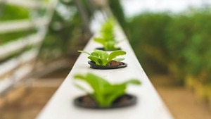 Vertical farming conveyor systems